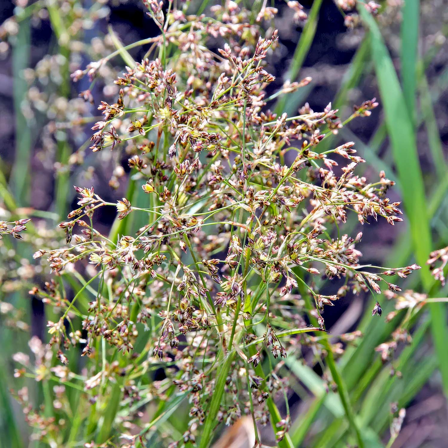 Luzula sylvatica 'Marginata'