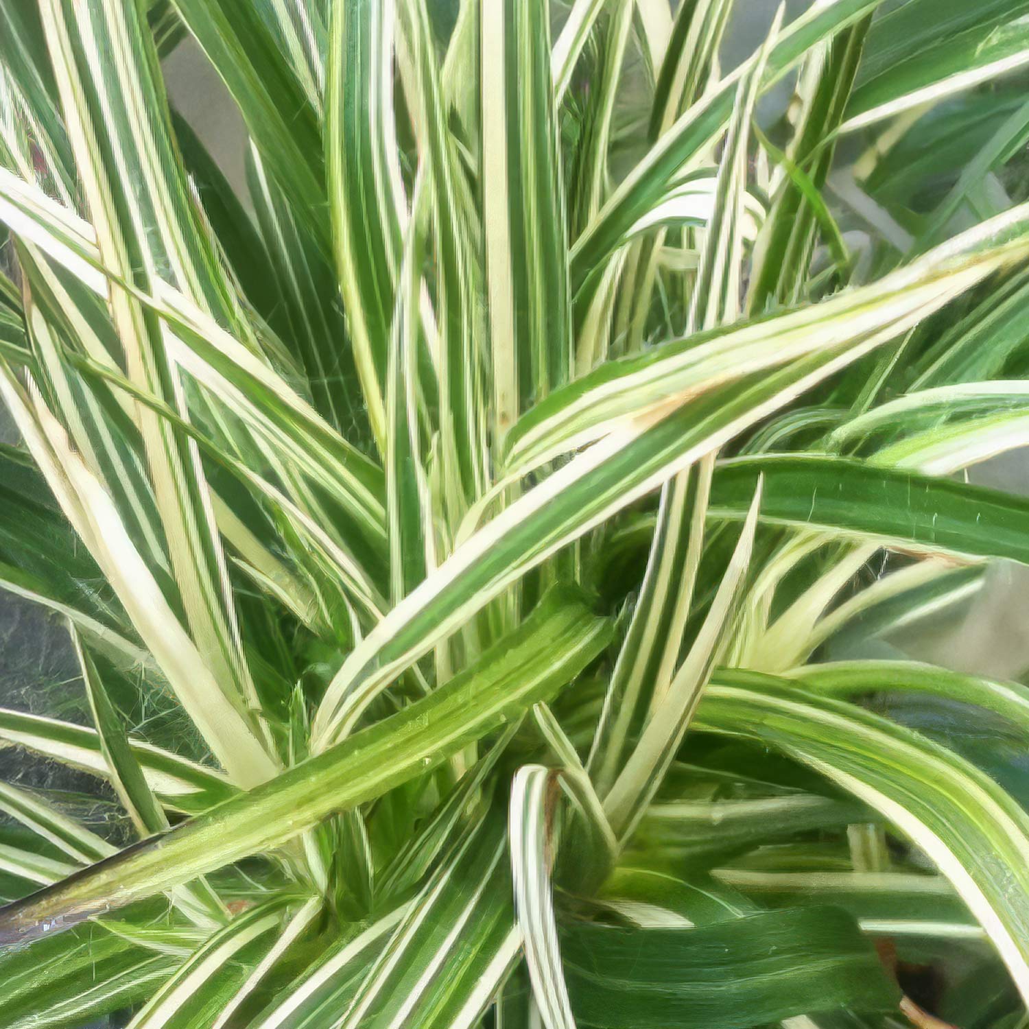 Luzula sylvatica 'Thierry's Cream' (Luzula sylvatica 'Surprise')