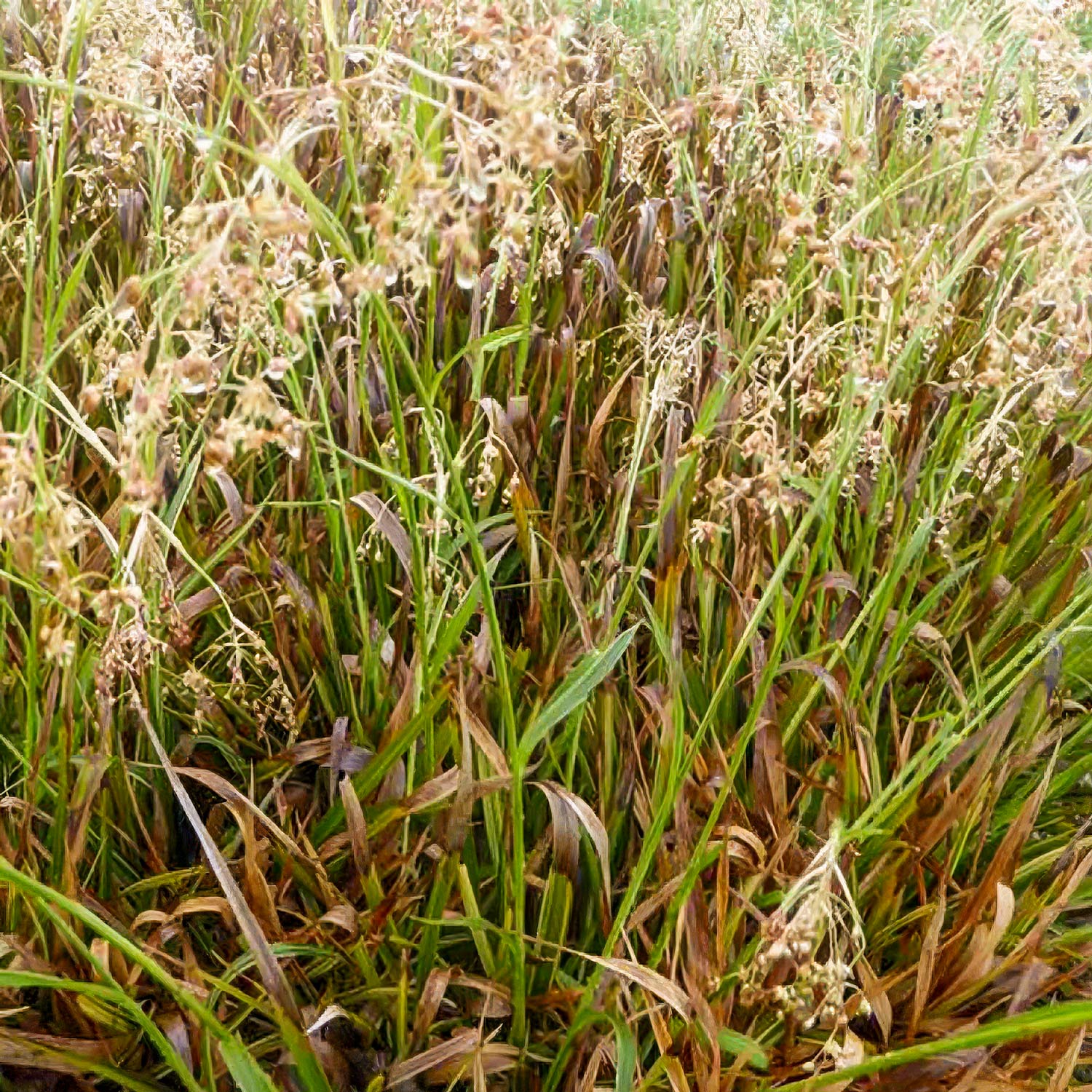 Luzula sylvatica 'Thierry's Cream' (Luzula sylvatica 'Surprise')
