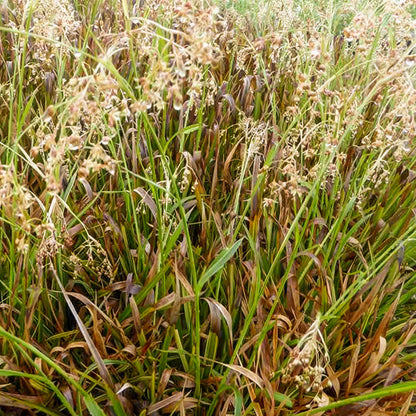 Luzula sylvatica 'Thierry's Cream' (Luzula sylvatica 'Surprise')
