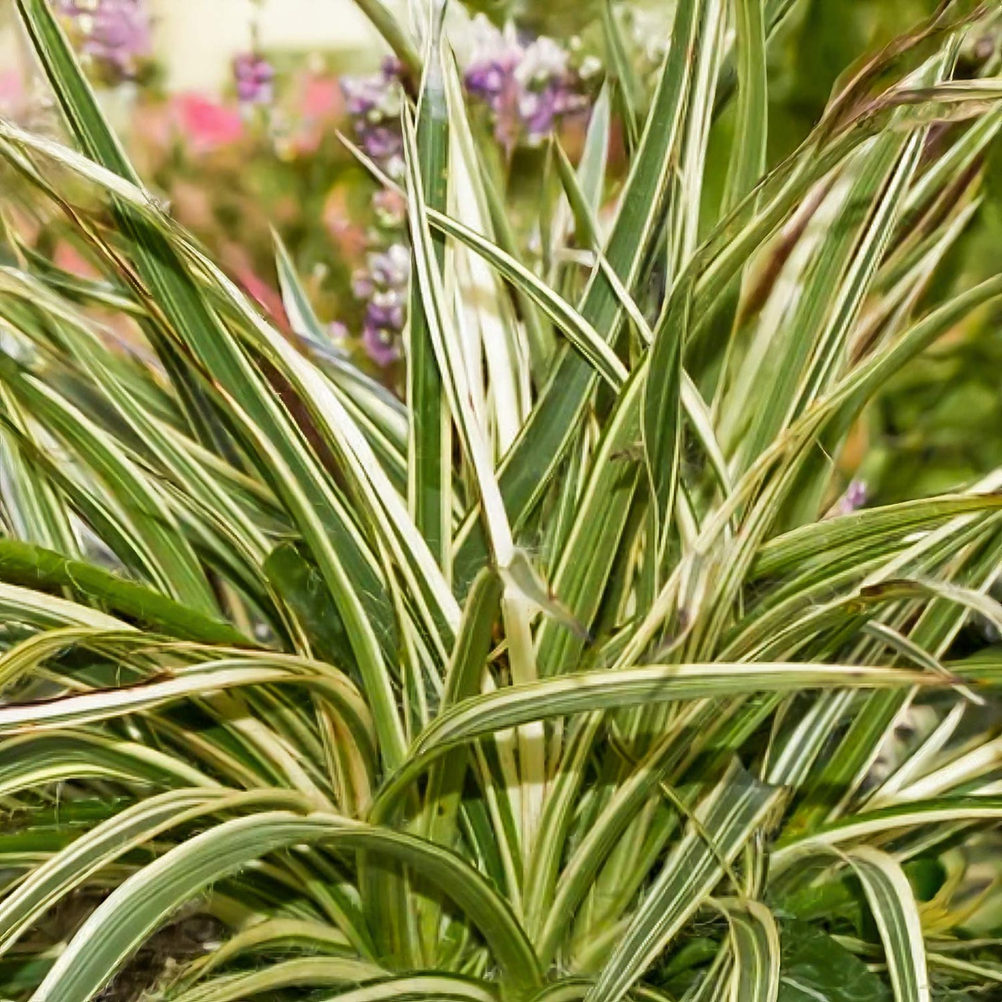 Luzula sylvatica 'Thierry's Cream' (Luzula sylvatica 'Surprise')