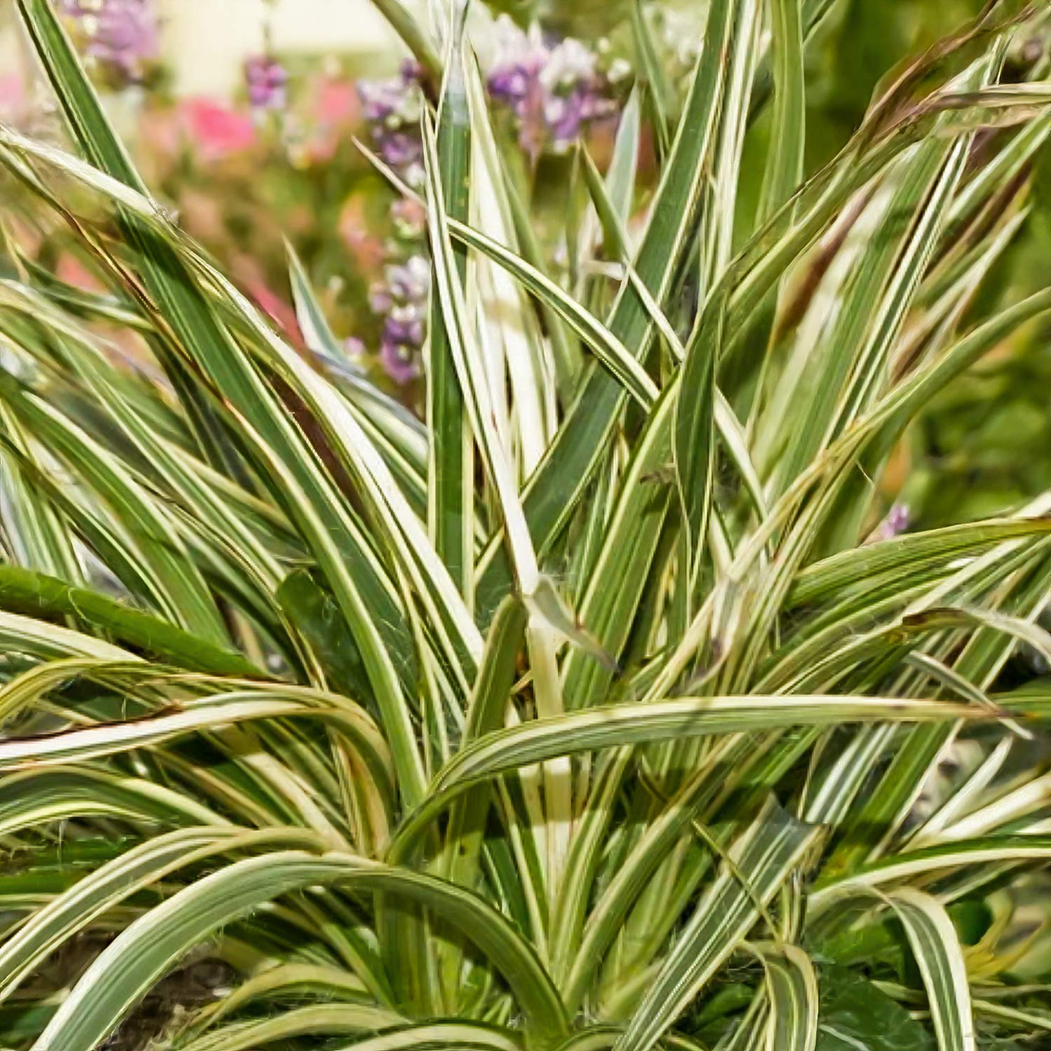 Luzula Thierry s Cream Variegated Evergreen Woodrush Barnsdale luzula-thierry-s-cream-variegated-evergreen-woodrush-barnsdale