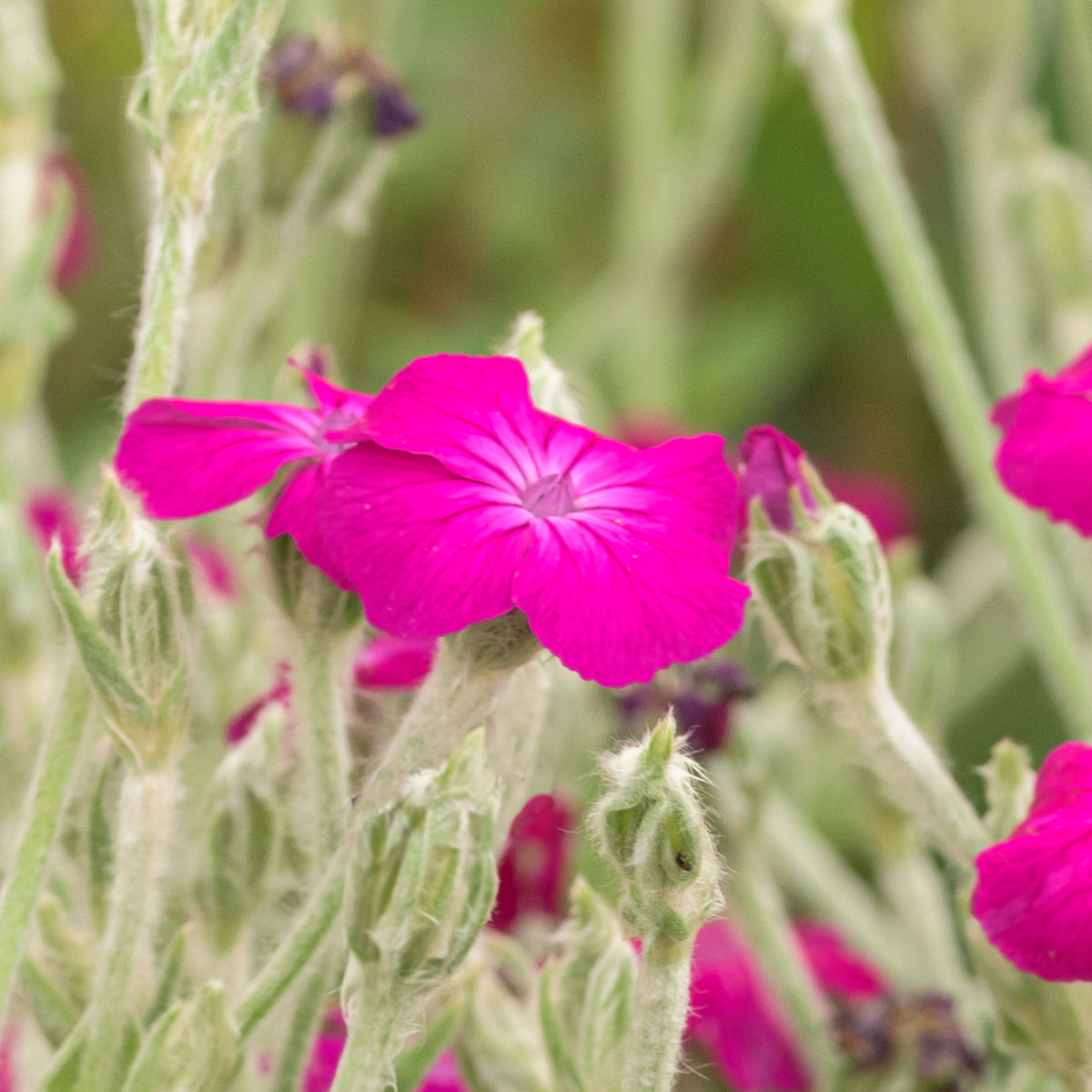 Lychnis coronaria Atrosanguinea Group (Rose Campion)