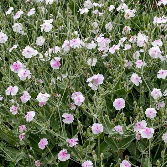 Lychnis coronaria 'Angel's Blush'