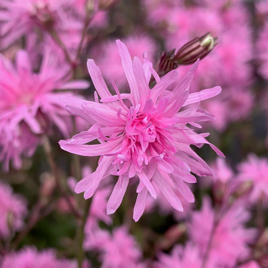 Lychnis flos-cuculi 'Petite Jenny'