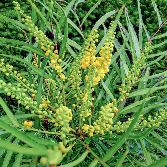 Mahonia eurybracteata 'Sweet Winter'