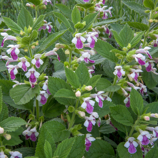 Melittis melissophyllum 'Royal Velvet Distinction'