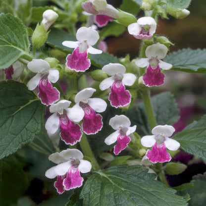 Melittis melissophyllum 'Royal Velvet Distinction'