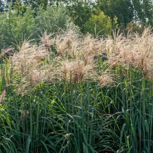 Miscanthus sinensis 'Cute One'