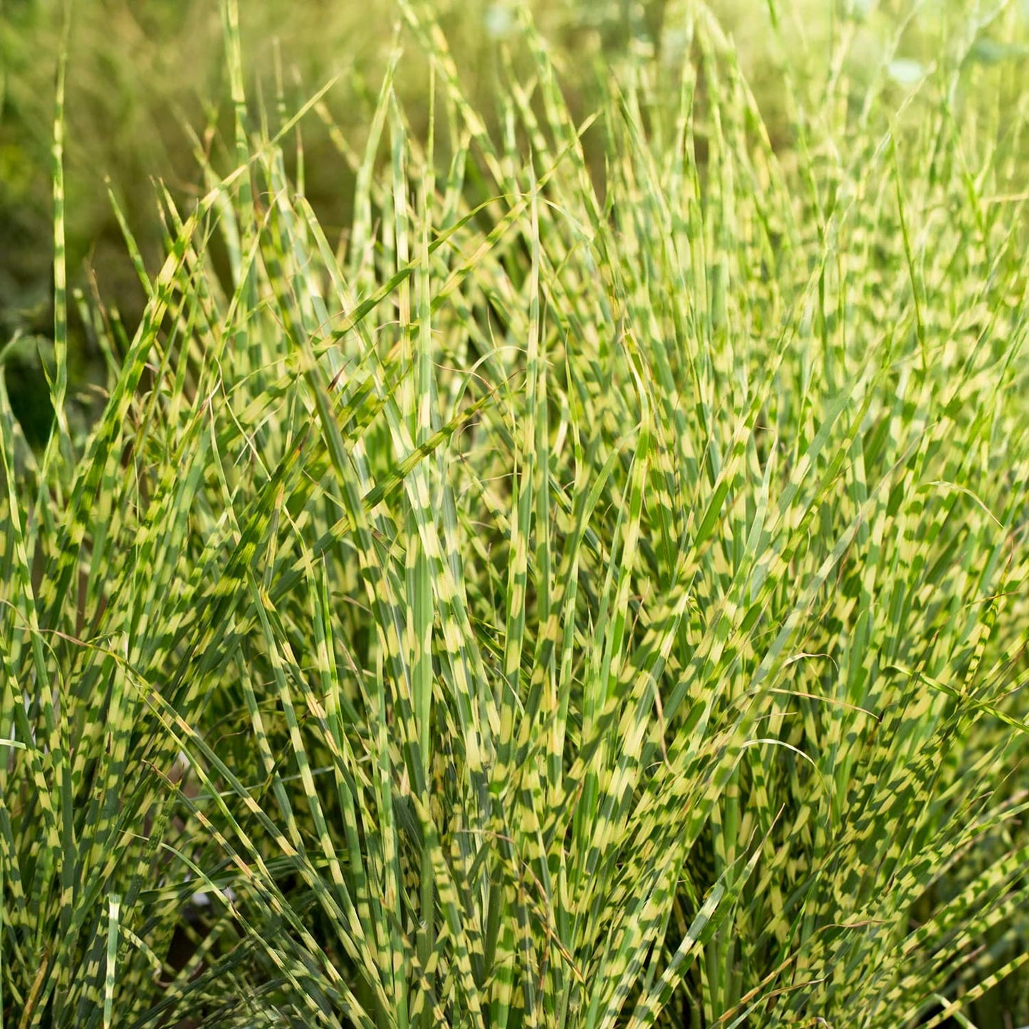 Miscanthus sinensis 'Gold Bar'