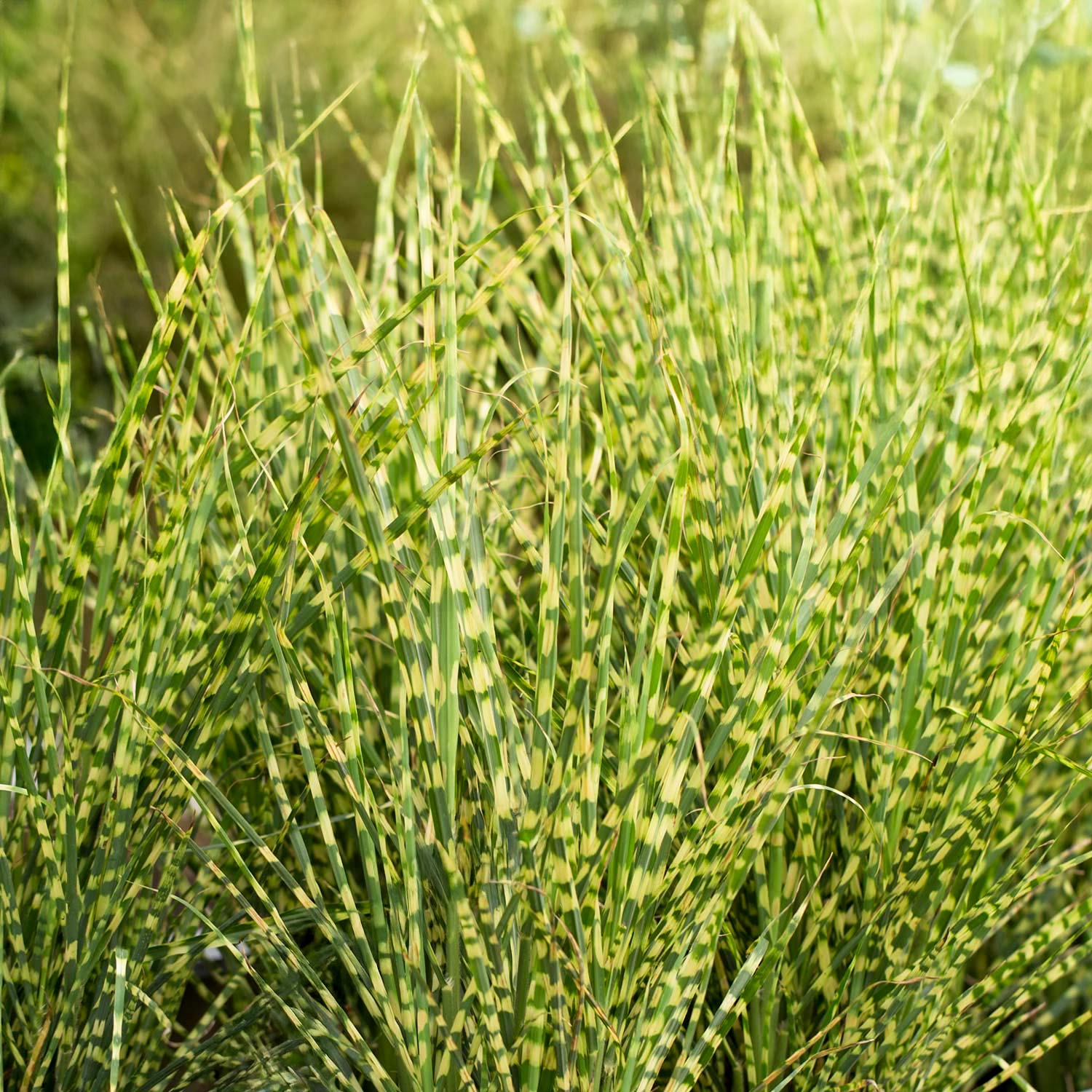 Miscanthus sinensis 'Gold Bar'