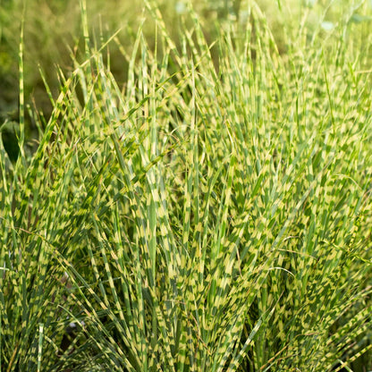 Miscanthus sinensis 'Gold Bar'