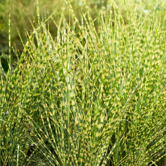 Miscanthus sinensis 'Gold Bar'