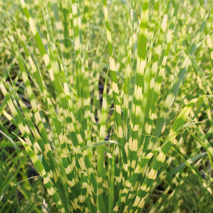 Miscanthus sinensis 'Gold Bar'