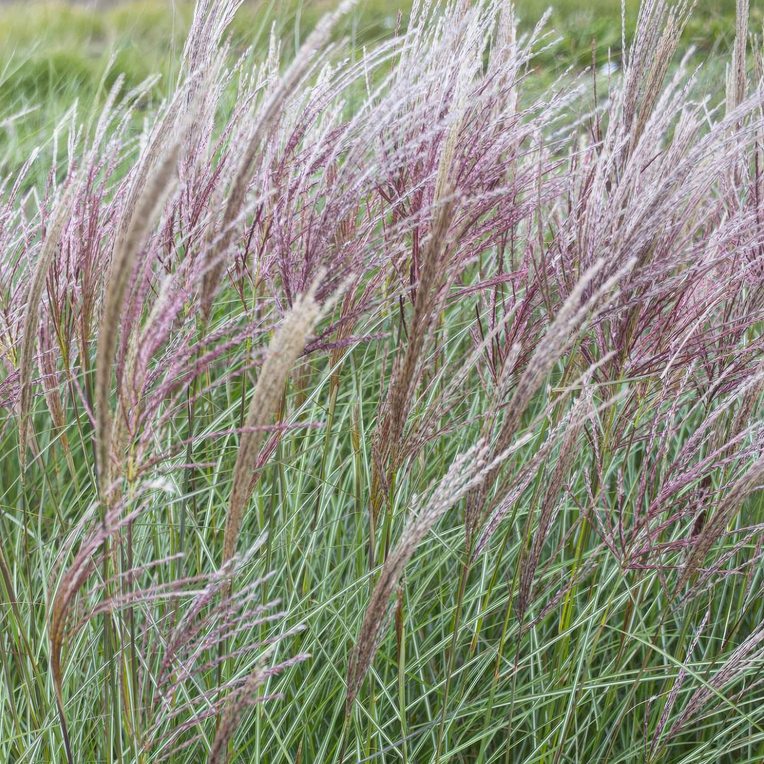 Miscanthus sinensis 'Kleine Silberspinne'