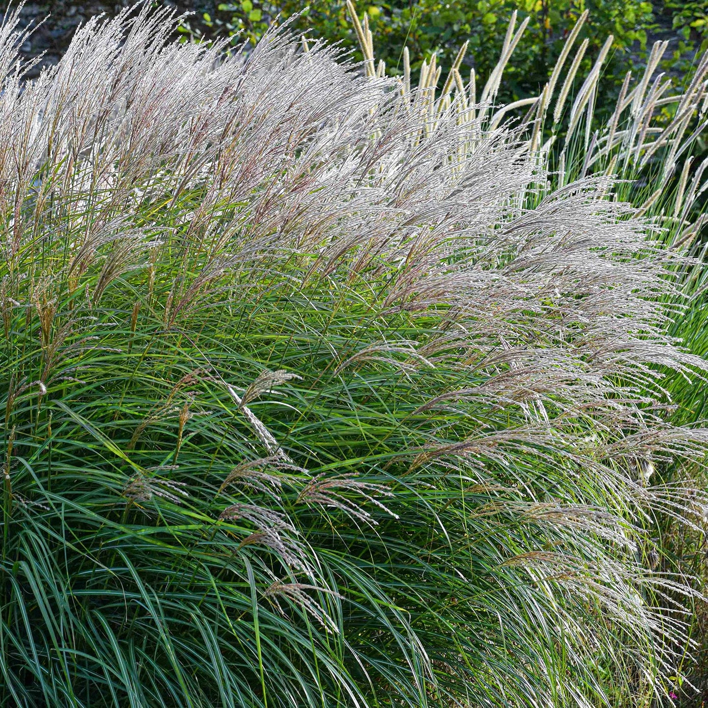 Miscanthus sinensis 'Kleine Silberspinne'. Tall grasses swaying in the wind with a blurred background