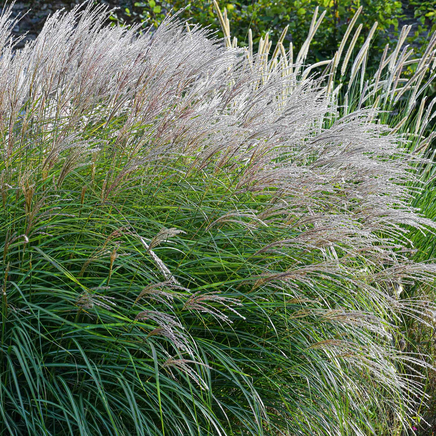 Miscanthus sinensis 'Kleine Silberspinne'. Tall grasses swaying in the wind with a blurred background