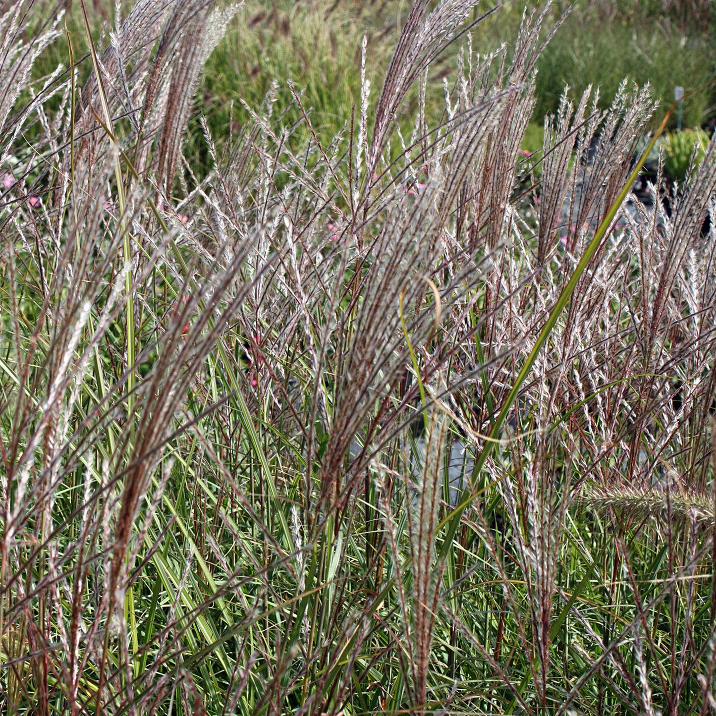 Miscanthus sinensis 'Kleine Silberspinne'