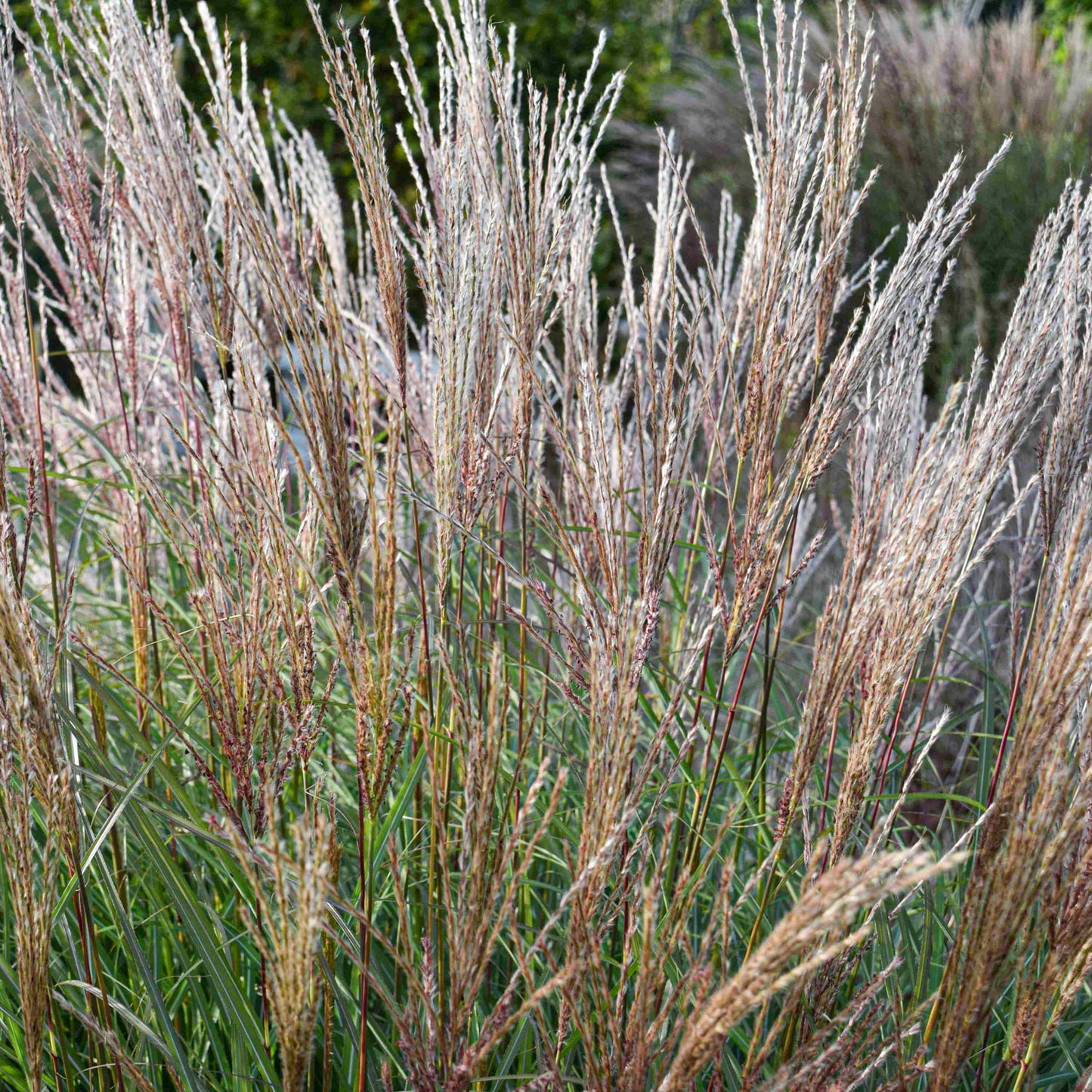 Miscanthus sinensis 'Kleine Silberspinne'