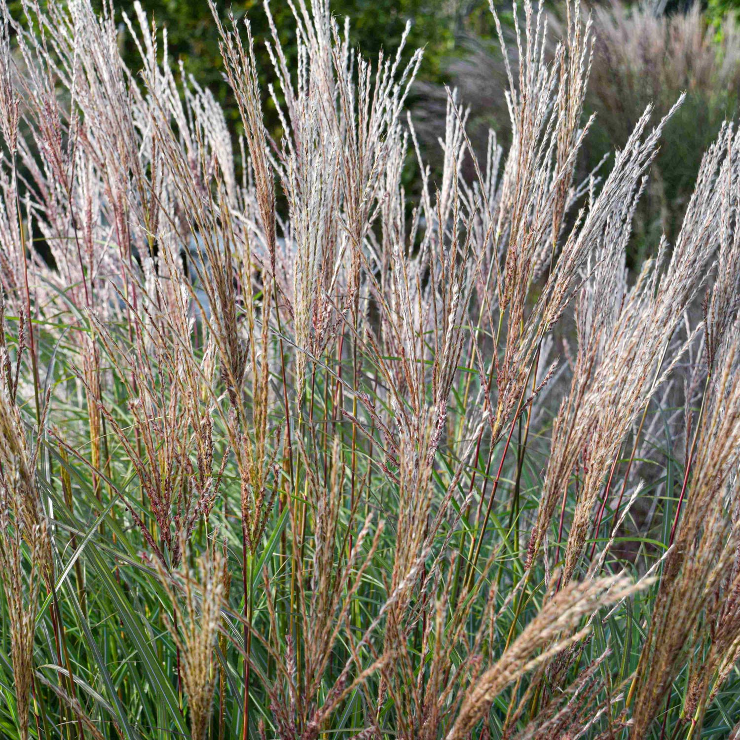 Miscanthus sinensis 'Kleine Silberspinne'