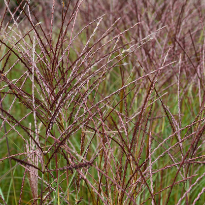 Miscanthus sinensis 'Kleine Silberspinne'