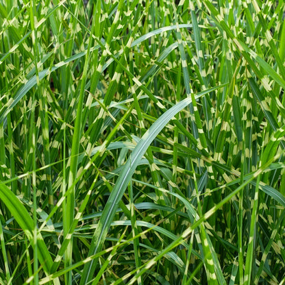Miscanthus sinensis 'Strictus'