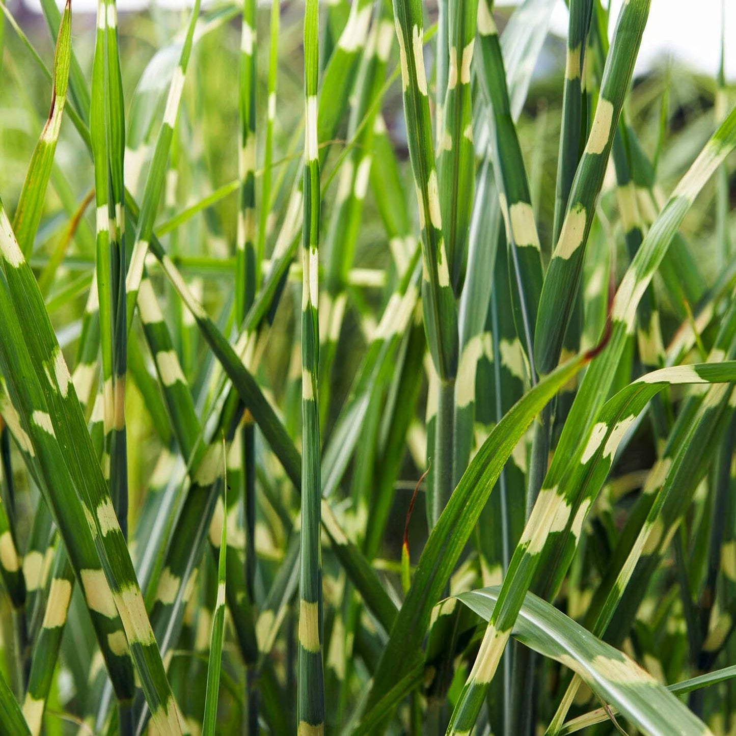 Miscanthus sinensis 'Strictus'