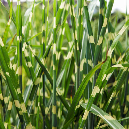 Miscanthus sinensis 'Strictus'