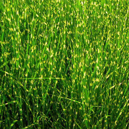 Miscanthus sinensis 'Strictus'