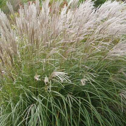 Miscanthus sinensis 'Yakushima Dwarf'