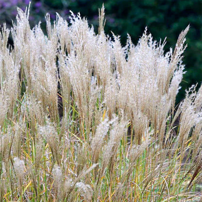 Miscanthus sinensis 'Yakushima Dwarf'