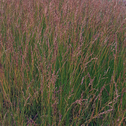 Molinia caerulea subsp. caerulea 'Edith Dudszus'