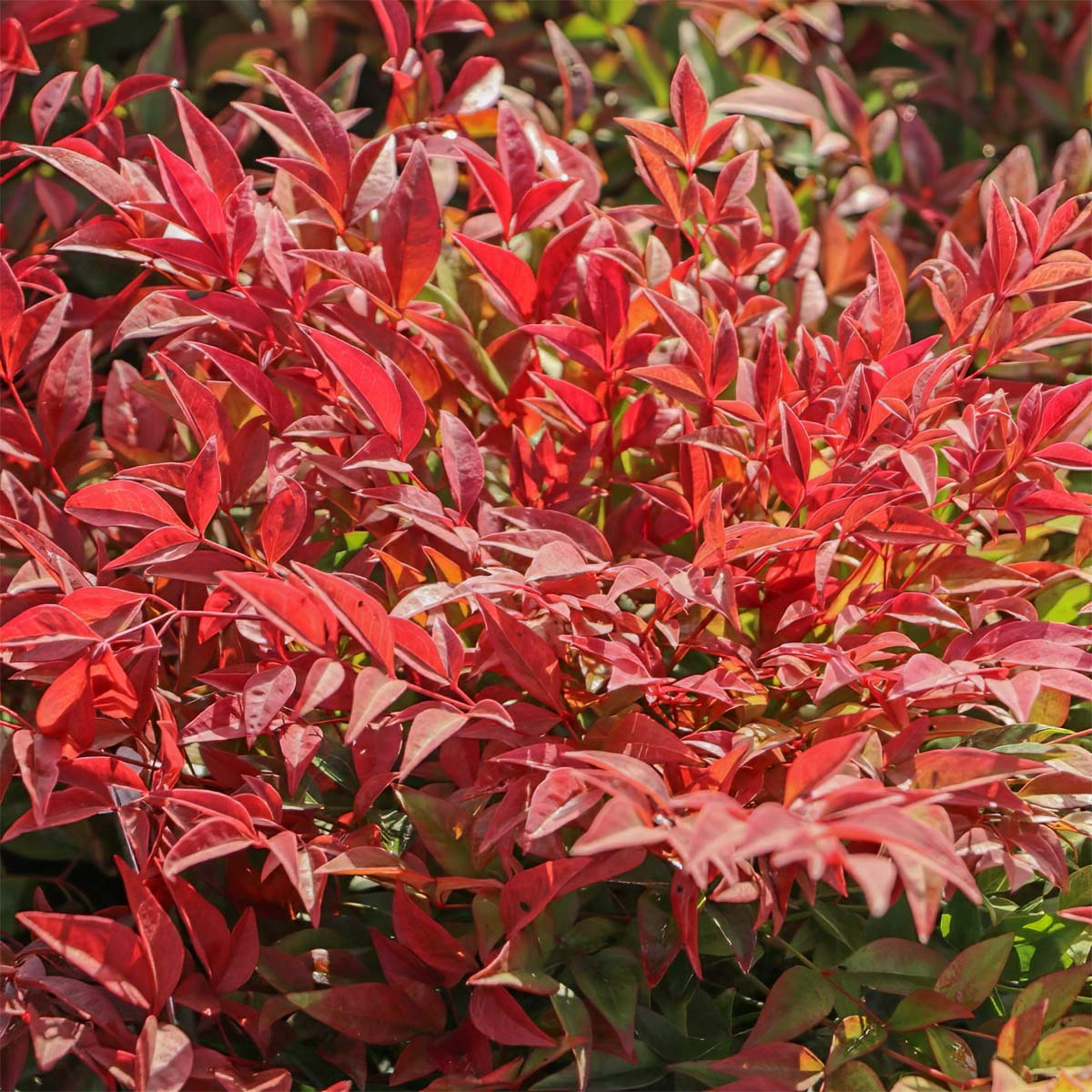 Nandina Domestica Obsessed Barnsdale Gardens nandina-domestica-obsessed-barnsdale-gardens