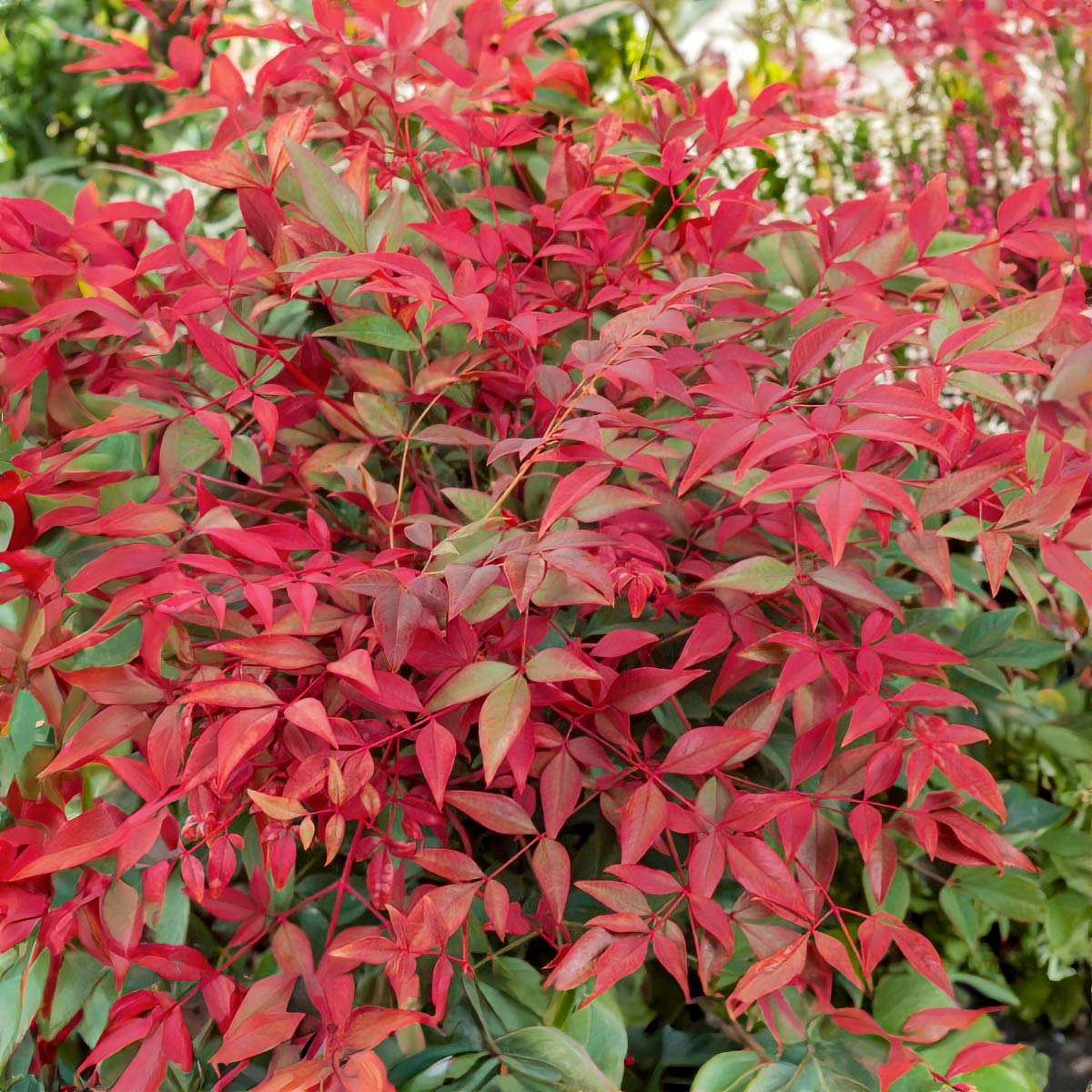 Nandina Domestica Obsessed Barnsdale Gardens nandina-domestica-obsessed-barnsdale-gardens