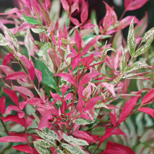 Nandina domestica 'Red Light'