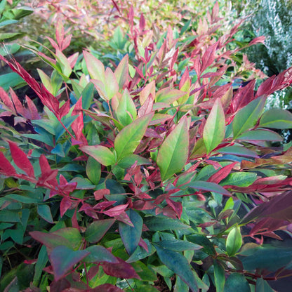 Nandina domestica 'Red Light'