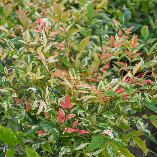 Nandina domestica 'Twilight'