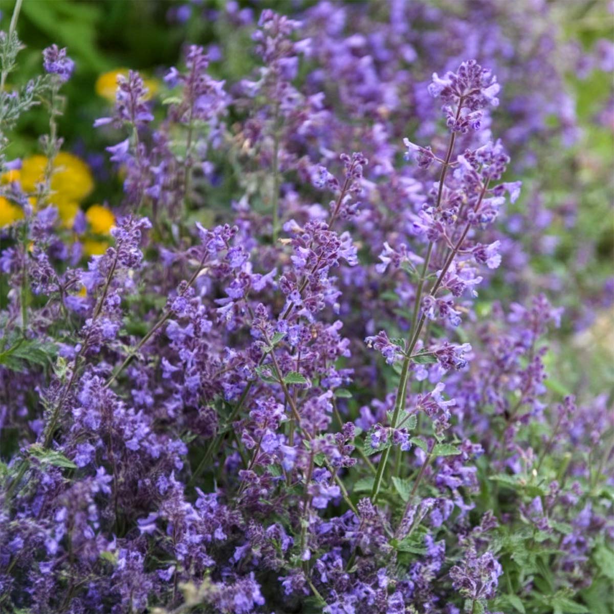 Nepeta x faassenii 'Kit Cat' (Catmint)