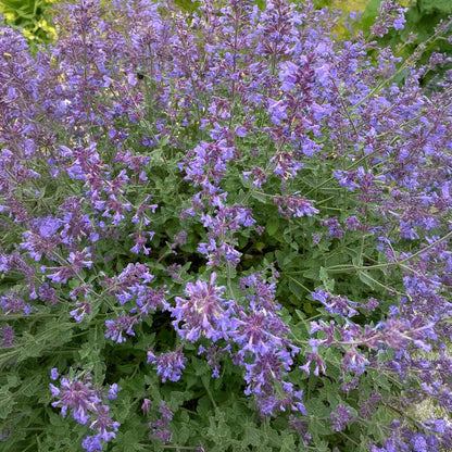 Nepeta x faassenii 'Kit Cat' (Catmint)