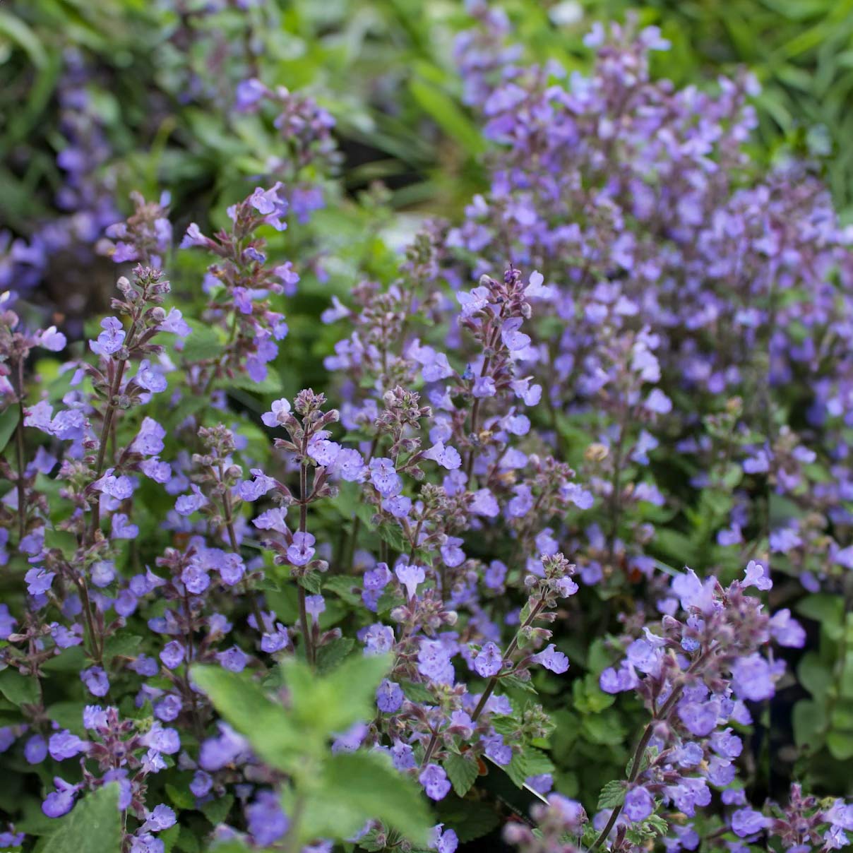 Nepeta X Faassenii Purrsian Blue Catmint Barnsdale Gardens Nepeta X Faassenii Purrsian Blue Catmint Barnsdale Gardens