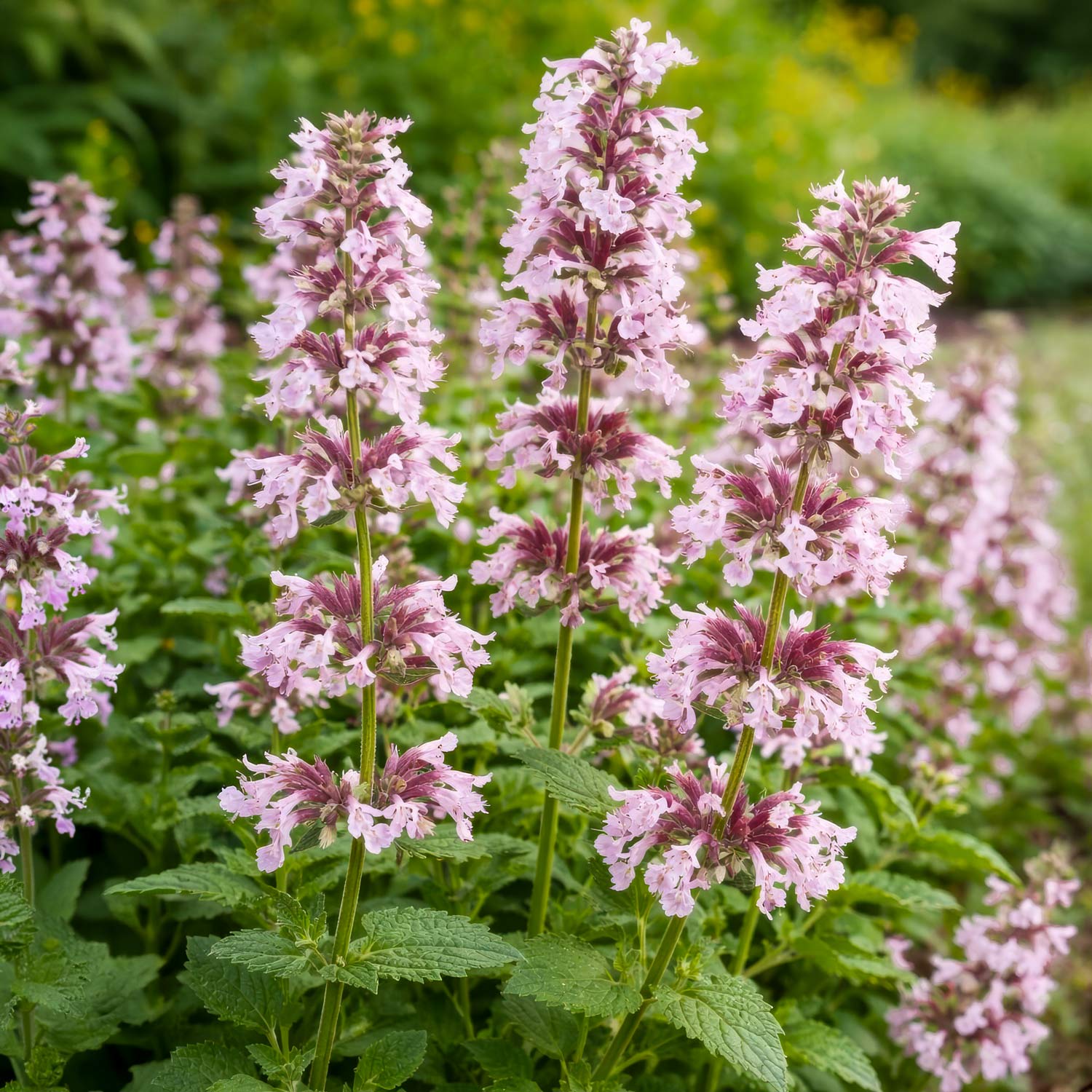 Nepeta grandiflora 'Dawn to Dusk'
