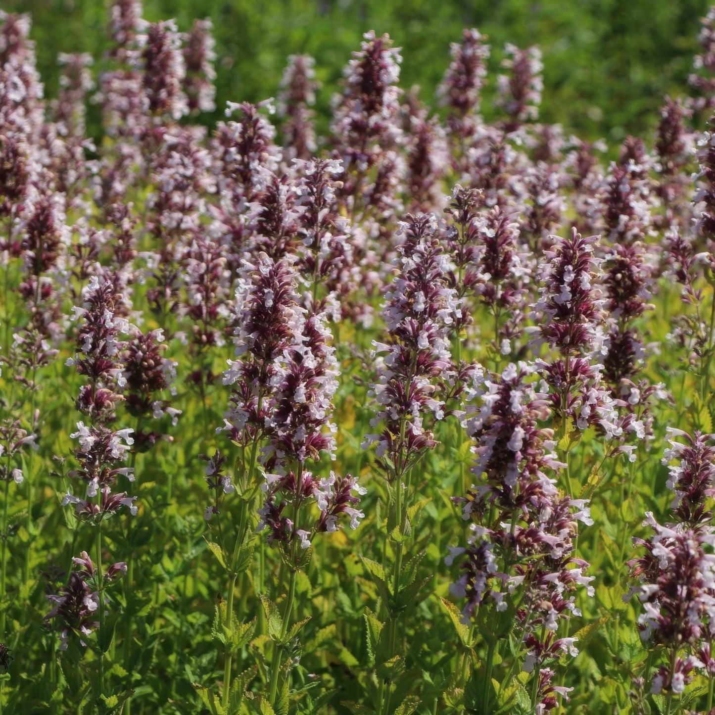 Nepeta grandiflora 'Dawn to Dusk'