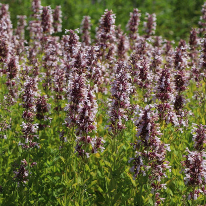 Nepeta grandiflora 'Dawn to Dusk'