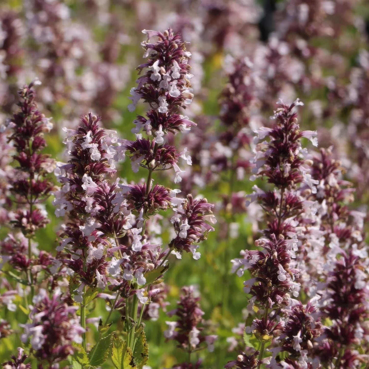Nepeta grandiflora 'Dawn to Dusk'