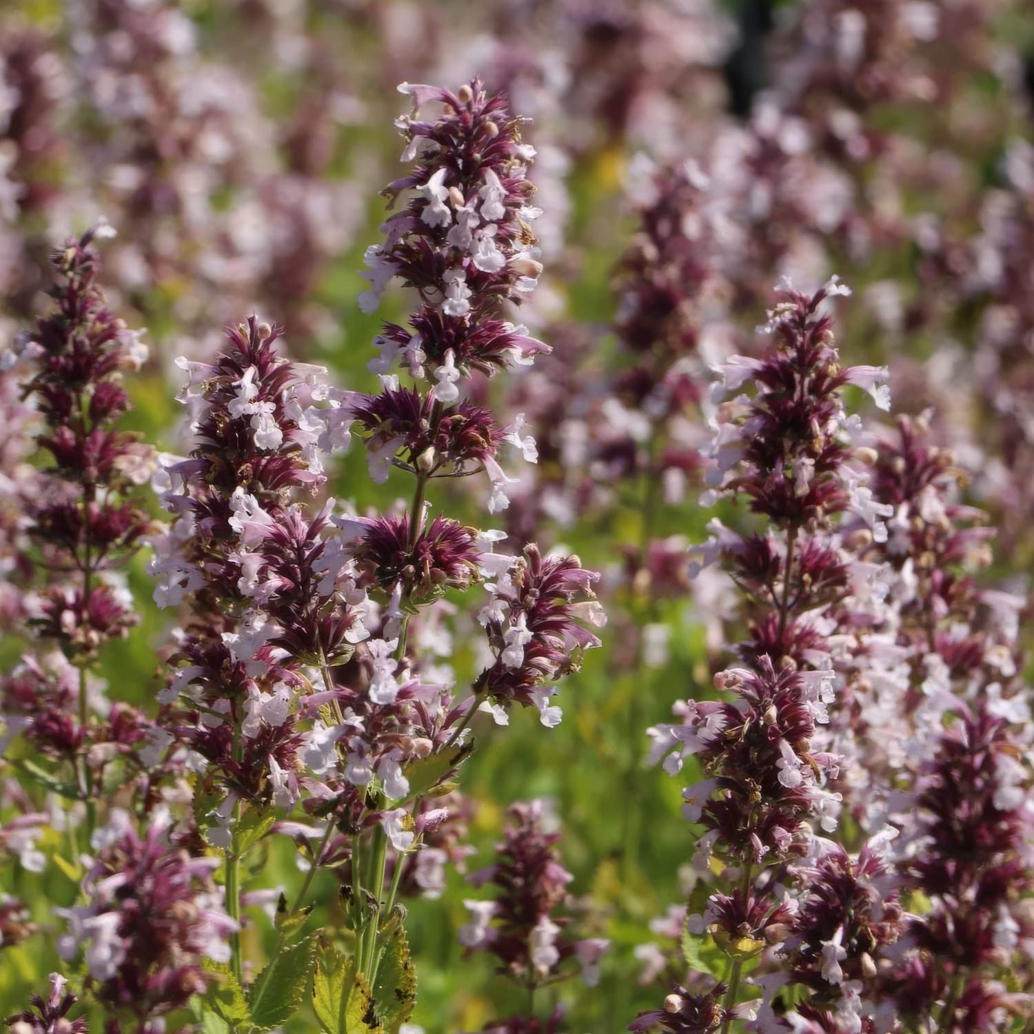 Nepeta grandiflora 'Dawn to Dusk'