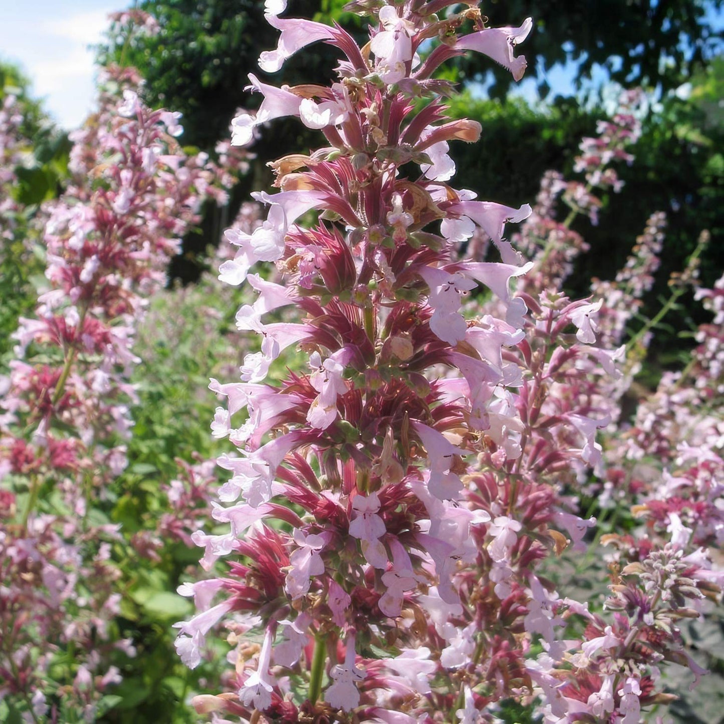 Nepeta grandiflora 'Dawn to Dusk'