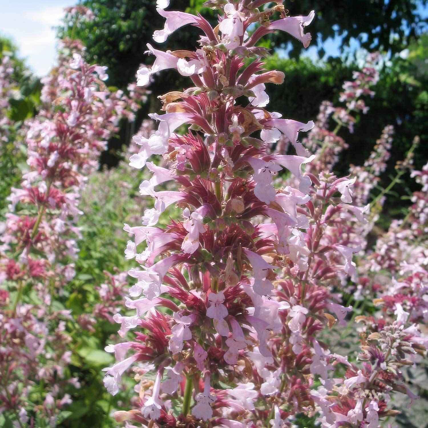 Nepeta grandiflora 'Dawn to Dusk'