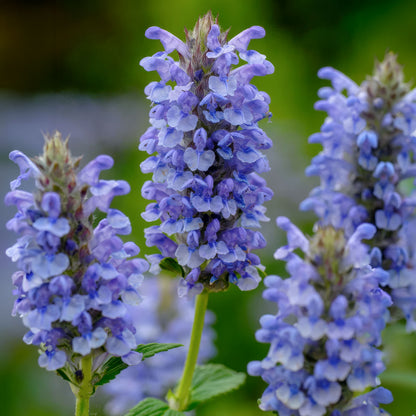 Nepeta nervosa 'Blue Moon'. Close-up of violet-blue flowers with a blurred green background