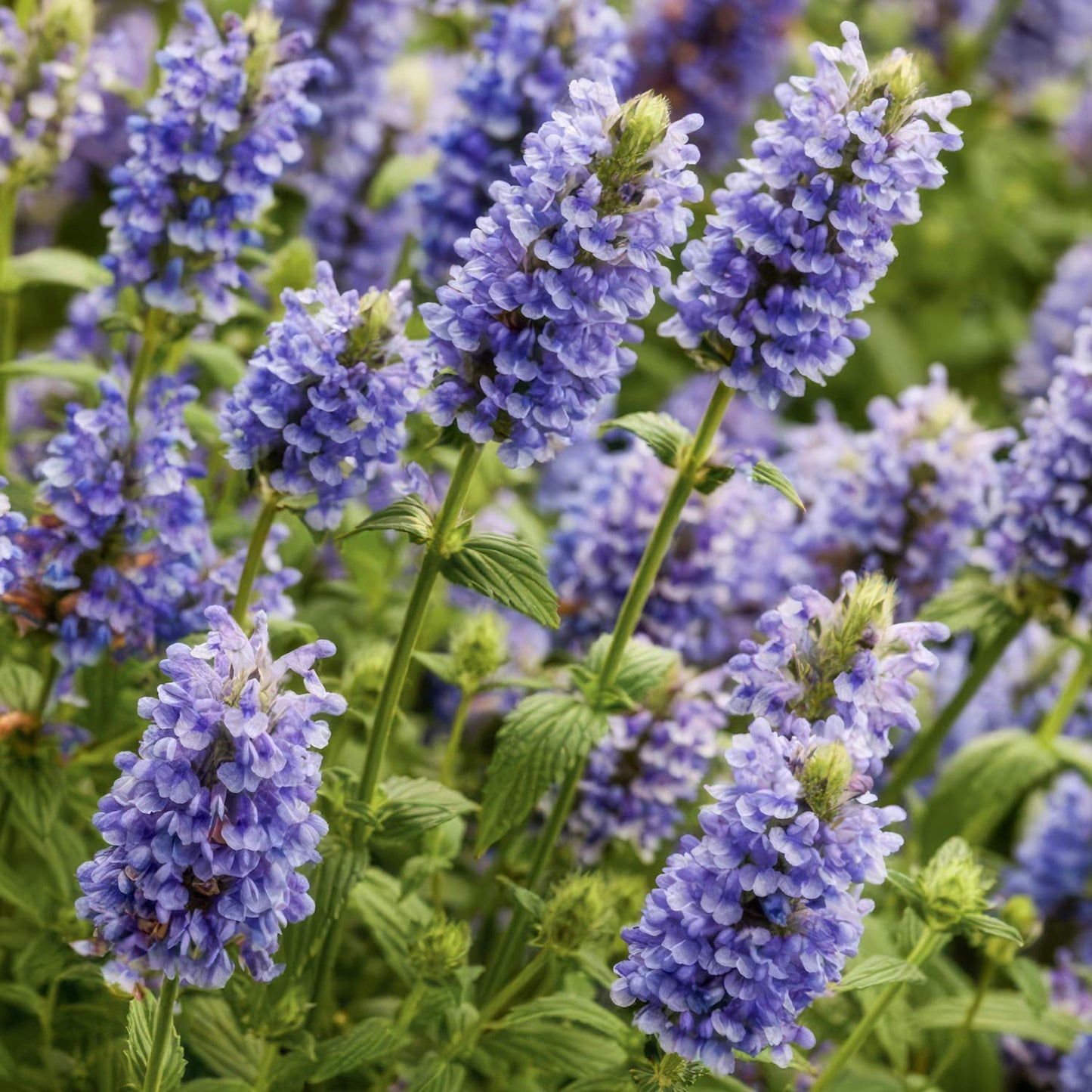 Nepeta nervosa 'Blue Moon'. Close-up of violet-blue flowers with green leaves