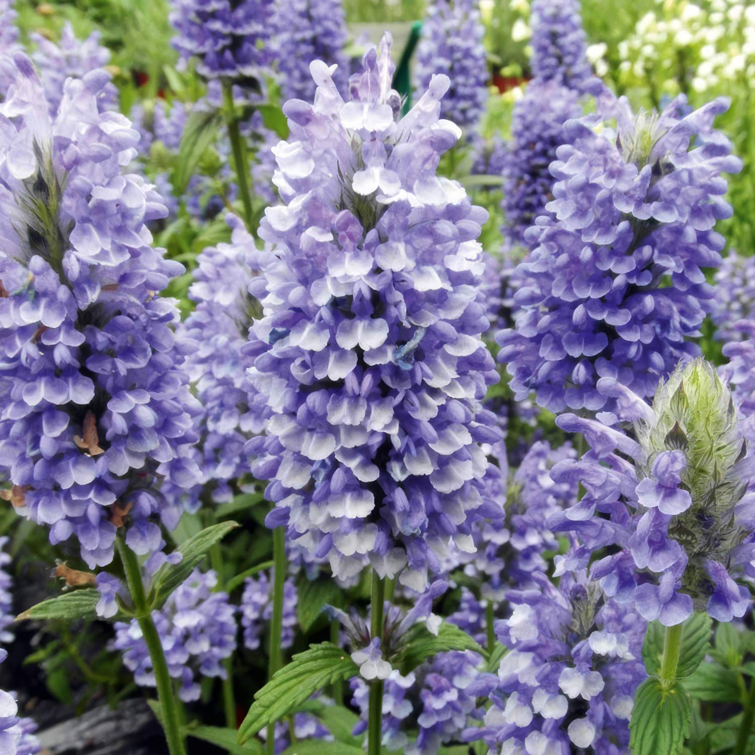 Nepeta nervosa 'Blue Moon'. Close-up of violet-blue flowers with green leaves in the background
